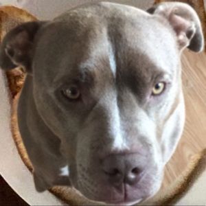 Meet your Posher, Pablo